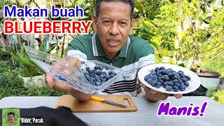 MAKAN BUAH BLUEBERRY | Manis