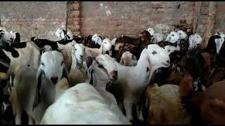 CG AGRO GOAT FARM AMBIKAPUR (C.G.)9713876186