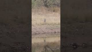 AZ Coues deer at dusk. They just kind of "appear." She was getting a drink before bed. #deerhunting