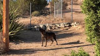 OUR BOBCAT FRIEND