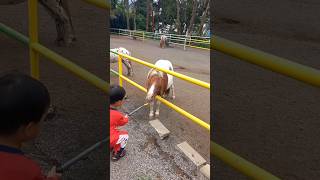 dede kasih makan kuda poni #kudaponi #lembangparkandzoo #feeding