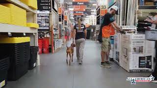 Vizsla Of Leash Training I 9 month old Vizsla I Best Vizsla Trainers Phoenix I All-American K-9