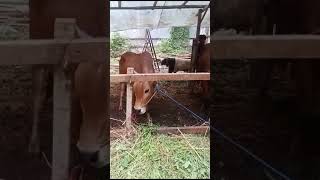 Sapinya Sehat banget #iduladha2024 #kurban #sapi #shortvideo #sholawat #shorts