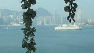 Stunning Sights of Hong Kong from the Westerdam Cruise Ship!