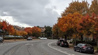 Fall colors peaking in the Bay area, California! #fallcolora #bayarea #california #travelvlog #blog