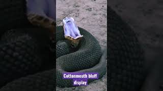 #shorts #oklahoma #cottonmouth Northern Cottonmouth doing a Bluff Display