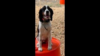 Ira | 5 Month Old Puppy | Best Trained Dogs of OR | Portland OffLeash K9 Training