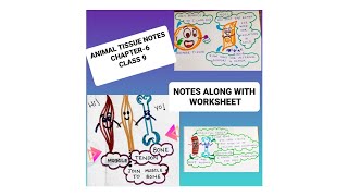 Animal tissue notes along with Worksheet 🫁