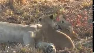 Материнская любовь у львов. Maternal love lions