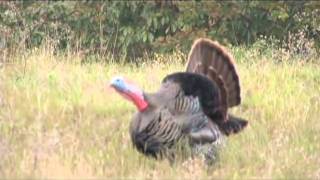 Shoot Straight with Chad Schearer - Hawaii Safaris Turkey