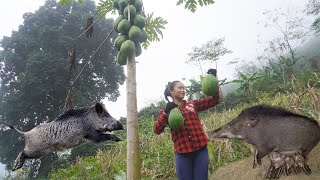 How to cook food for mother pig with lots of milk from papaya - Take care of fish - Farm life forest