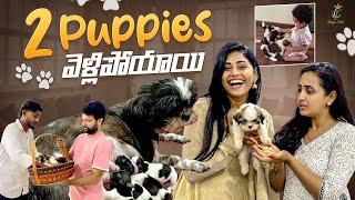 2 Puppies వెళ్లిపోయాయి 😢 || Shih Tzu Puppies || Lasya Talks