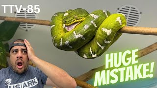 I made a HUGE mistake when breeding my Emerald Tree Boas | Trap Vlogs 85