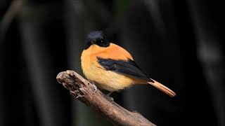 black and orange flycatcher