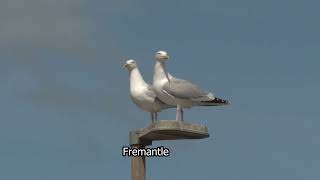 Gossiping gulls on a lamp post | Gulls | Scotland | Fremantle stock footage | PT01R14 134