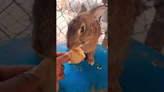 Cutest animal.❤️❤️❤️#dog #rabbit #pets #puppy #cute #pewdiepie #rabbitt #mammal #bunny #houserabbit