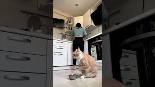 cat need food #cats #cat #kitten #kittens #catlover #petfoods #pets #youtubeshorts #shorts #viral