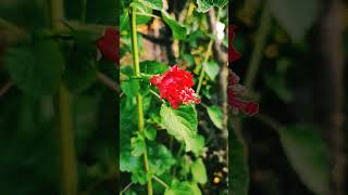 Hibiscus💋🥰#viral#viralvideo#viralshorts#shorts#trendingshorts#india#indian#garden#gardening#trending