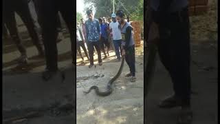 Anaconda python snake ko dekhe #korbachhattisgarh #kingcobra #sagar_sahu_0 #shortsfeed  #anaconda