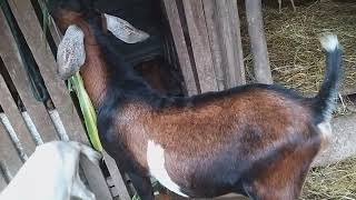 cabras alimentados com pé de milho