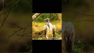 Vulture | Wild Animals #shorts #wildlife #birds