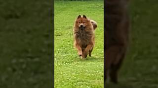 Chowchow running #chowchow #dogshorts #dogs #pets #animals #dogrunning