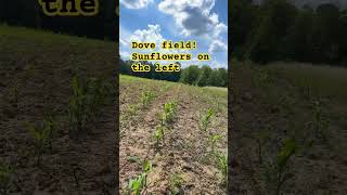 #shortvideo #dovehunting #dove #feedshorts #field #ytshorts