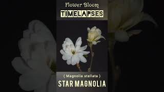 Beautiful Star Magnolia | #Amazing Flower Bloom #Satisfying Timelapses