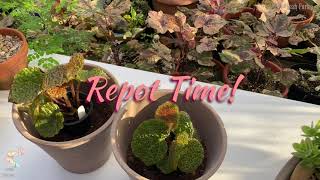 How to Repot Begonia || Steve's Leaves Begonia || Tips and Tricks || #mylittlejungle #plantita