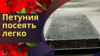 Петуния из семян. Посев петунии надёжным способом.