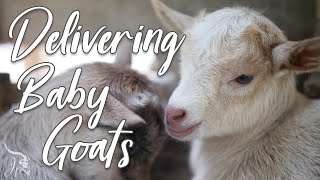 Delivering Baby Goats