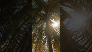 PALM TREE  WITH SUNRISE BACKGROUND  #shortfeed #shortvideo