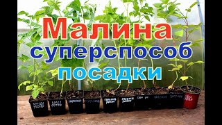 МАЛИНА НОВЫЙ СУПЕРСПОСОБ ПОСАДКИ