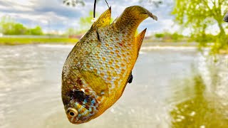 Rare Sunfish Catches Crazy Catfish - “Rollin On The River Ep.6” Water Quality Sampling Invertebrates