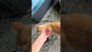 Pup to cat #viral #funny #edit #kitty #cutecat #kitten #transition #puppy