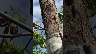 Woodpecker at Botanic Gardens, Singapore