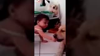 kid and pet, love forever #bestfriend #love #cani #goldenretriever #dogs #lovedog #kidsandpets