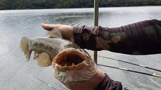 Pescaria Traíra Represa Passaúna.