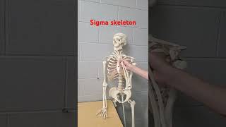 Skeleton! #skit #funny #skeleton #cringe #funny #sigma #skibiditoilet #rizz #fy #fyp #clip #clips