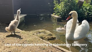 Last of the Cygnets hatching at Abbotsbury Swannery