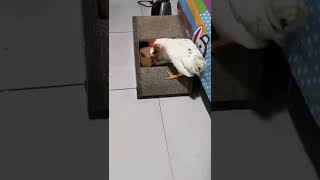 please don't disturb me 😬#animals #fyp #shorts #funnyvideo #trendingvideo