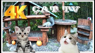 Cat TV Dog TV 4K Chipmunks , Squirrels and Birds #cattv #squirrel #cuteanimal #squirrelwatching