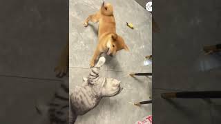 LOL, When You Have An Annoying Dog Friends Funny Dog Cat Best Friends 😺🐶😂 -EPS1027 #funnypets