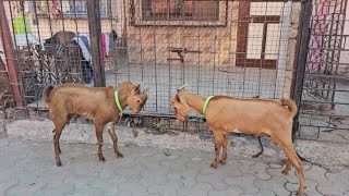 Barbare hi Barbare at F3 Goats Mahim || Al Mehtab Goat Farm