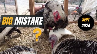 Are Broody Turkey Hens and Chicken Hens a Problem Here's What You Need to Know!