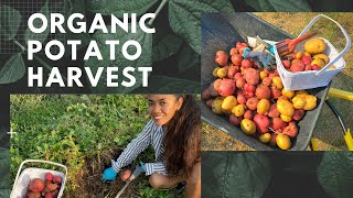 Potato Harvest