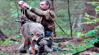 Пять лет назад мужчина спас жизнь волчице и её щенкам. Спустя это время стая сама нашла его.