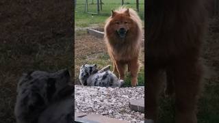 Leo and Heidi #chowchow #puppy #dogsplaying #cutepets