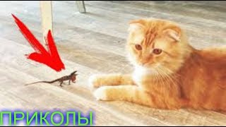 Приколы с животными | Самые смешные видео | Июль 2019 | COUB | Funniest Animals