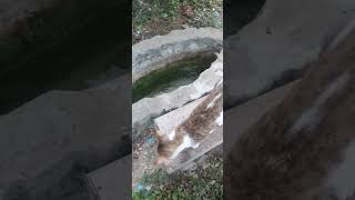 fish pond cat water